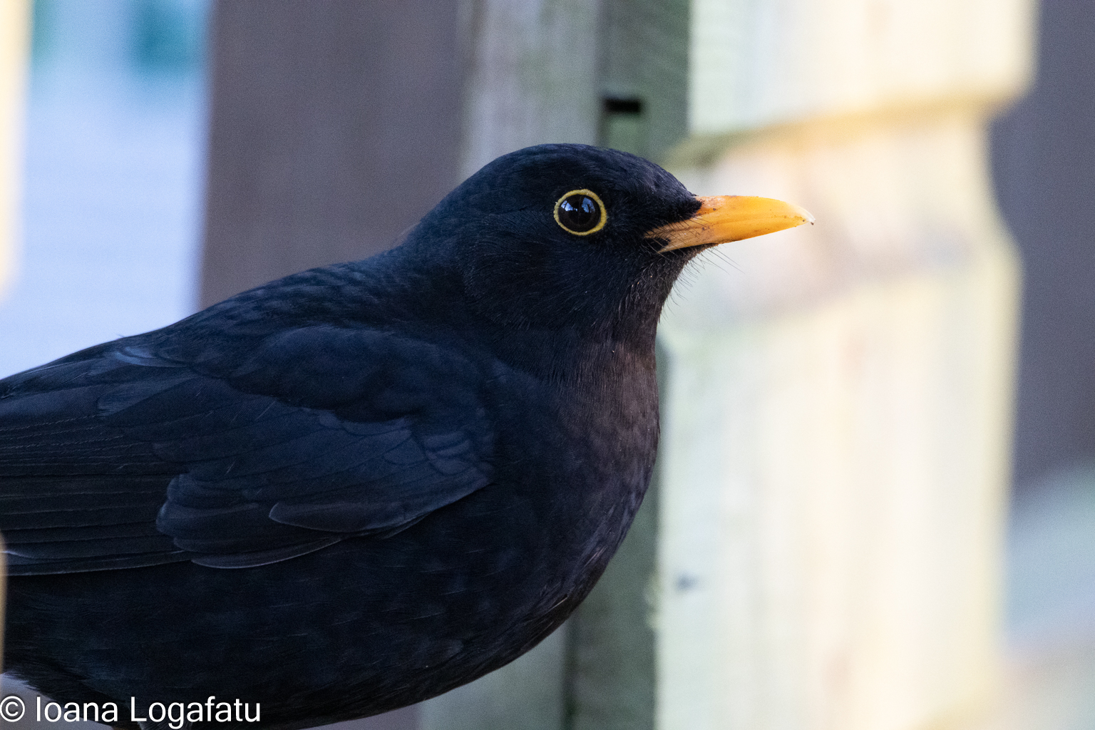 Blackbird perched quietly beside a wooden fence